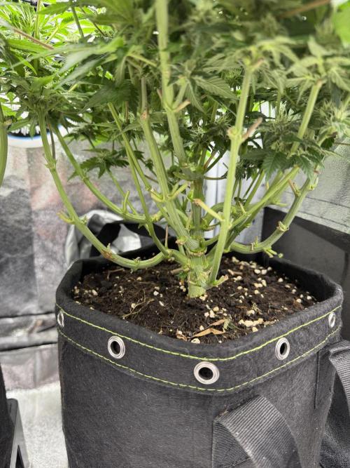 Eternity Grow Cup 2026 - Sticky Broccoli. Week 10