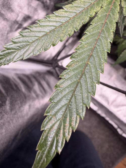 Blueberry by Dutch Passion