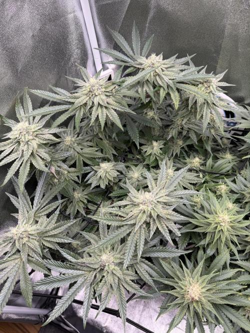 Blueberry by Dutch Passion. Week 11