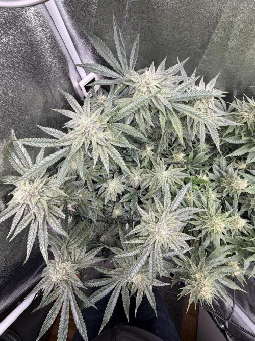 Blueberry by Dutch Passion. Week 11