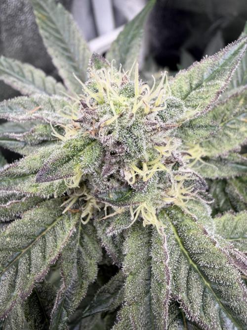 Blueberry by Dutch Passion. Week 11