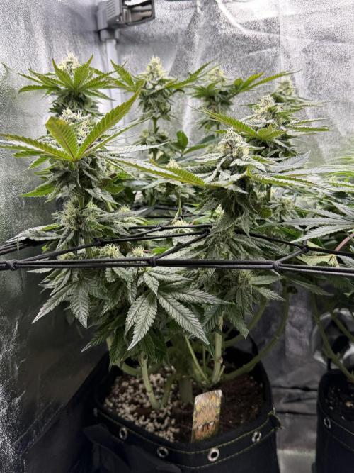 Blueberry by Dutch Passion. Week 11