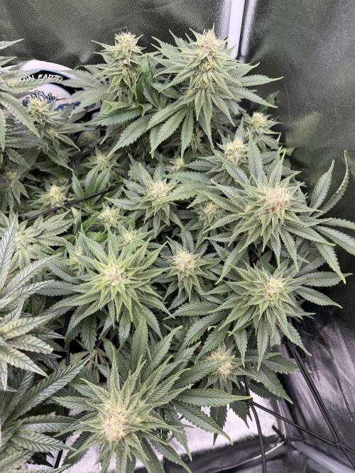 Eternity Grow Cup 2026 - Sticky Broccoli. Week 11