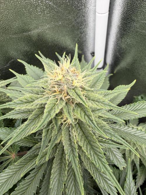 Eternity Grow Cup 2026 - Sticky Broccoli. Week 11
