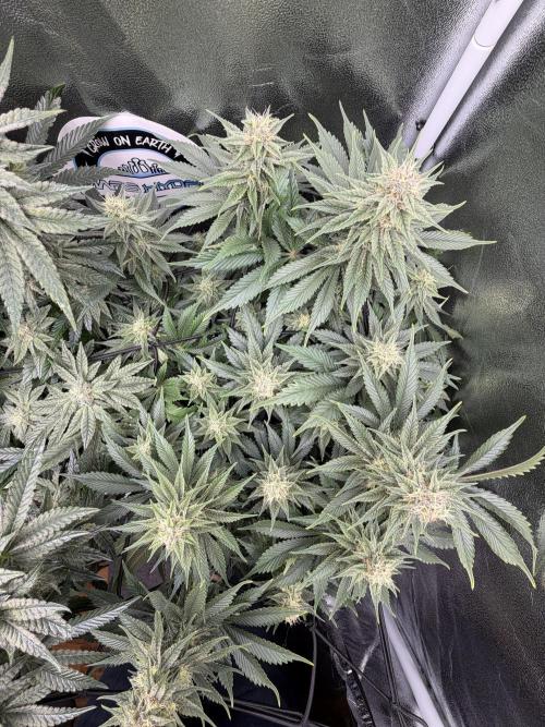 Eternity Grow Cup 2026 - Sticky Broccoli. Week 11