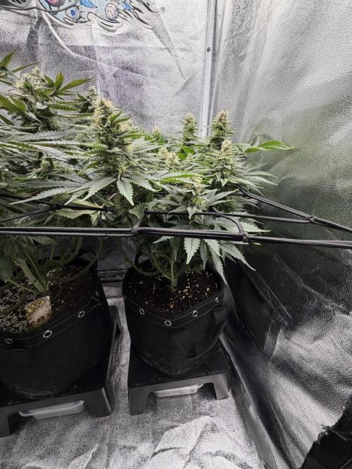 Eternity Grow Cup 2026 - Sticky Broccoli. Week 11
