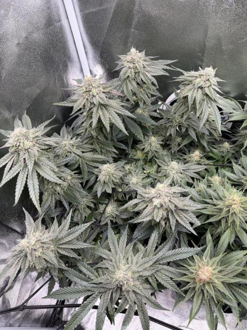 Blueberry by Dutch Passion. Week 12