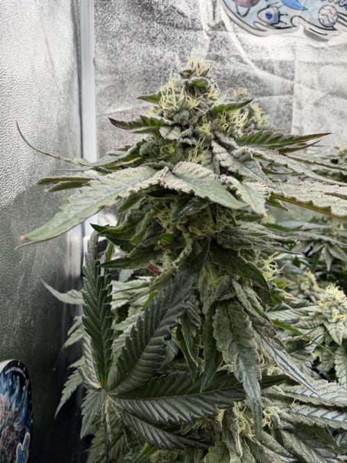 Blueberry by Dutch Passion. Week 12