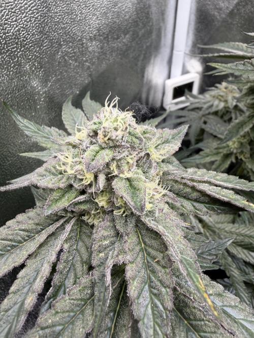 Blueberry by Dutch Passion. Week 12