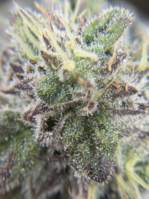 Blueberry by Dutch Passion. Week 12