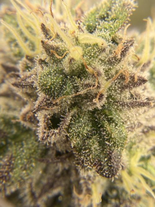 Blueberry by Dutch Passion. Week 12