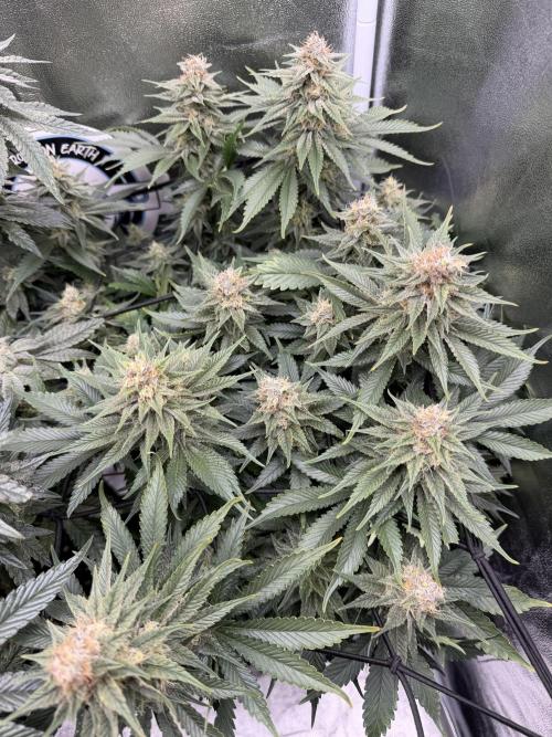 Eternity Grow Cup 2026 - Sticky Broccoli. Week 12
