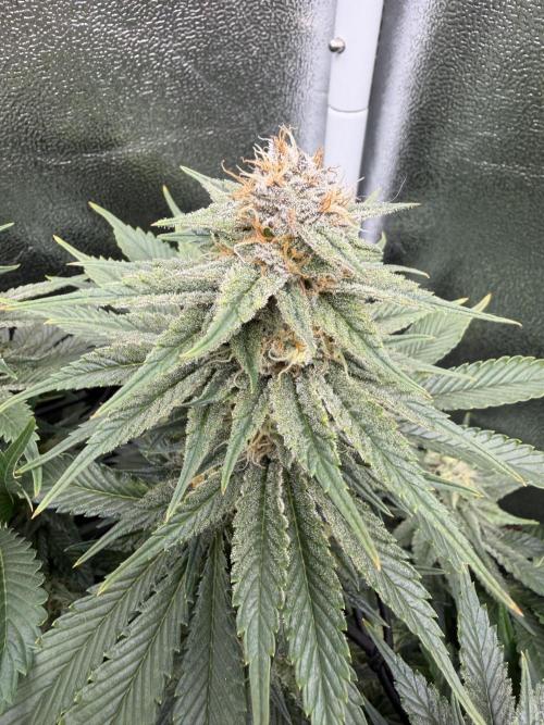 Eternity Grow Cup 2026 - Sticky Broccoli. Week 12