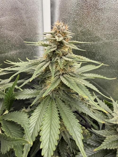 Eternity Grow Cup 2026 - Sticky Broccoli. Week 12