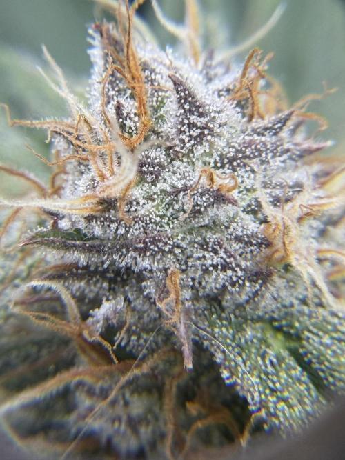 Eternity Grow Cup 2026 - Sticky Broccoli. Week 12