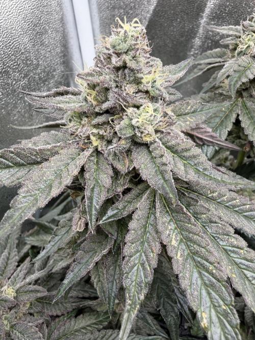 Blueberry by Dutch Passion. Week 13
