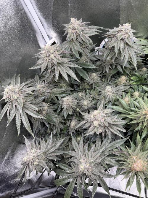 Blueberry by Dutch Passion. Week 13