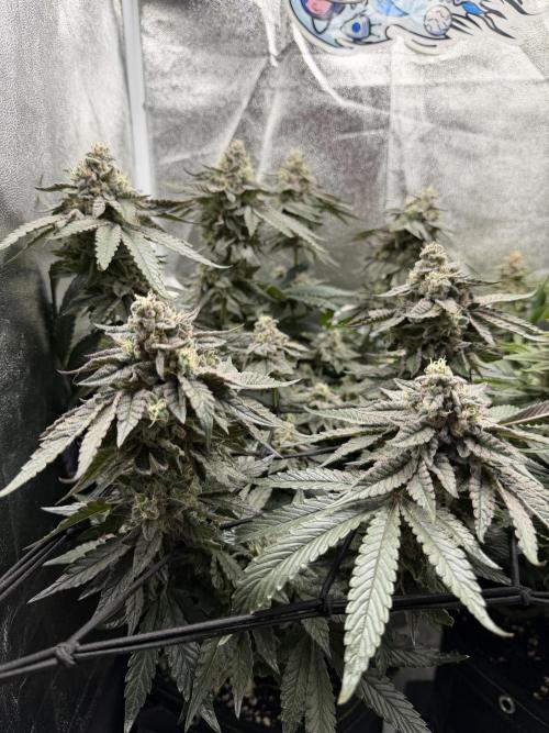 Blueberry by Dutch Passion. Week 13