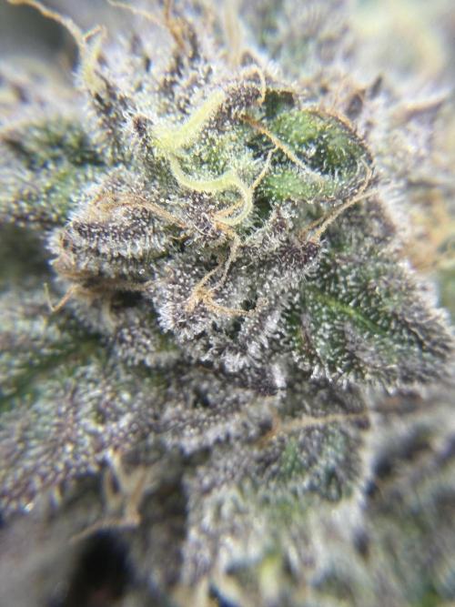 Blueberry by Dutch Passion. Week 13