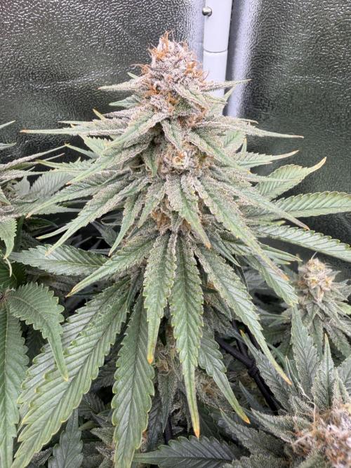 Eternity Grow Cup 2026 - Sticky Broccoli. Week 13