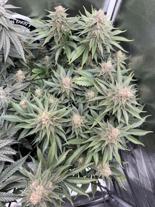 Eternity Grow Cup 2026 - Sticky Broccoli. Week 13