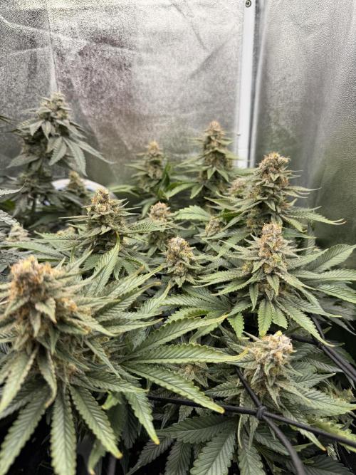 Eternity Grow Cup 2026 - Sticky Broccoli. Week 13