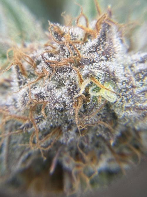 Eternity Grow Cup 2026 - Sticky Broccoli. Week 13