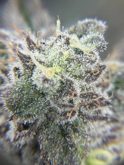 Blueberry by Dutch Passion. Week 13