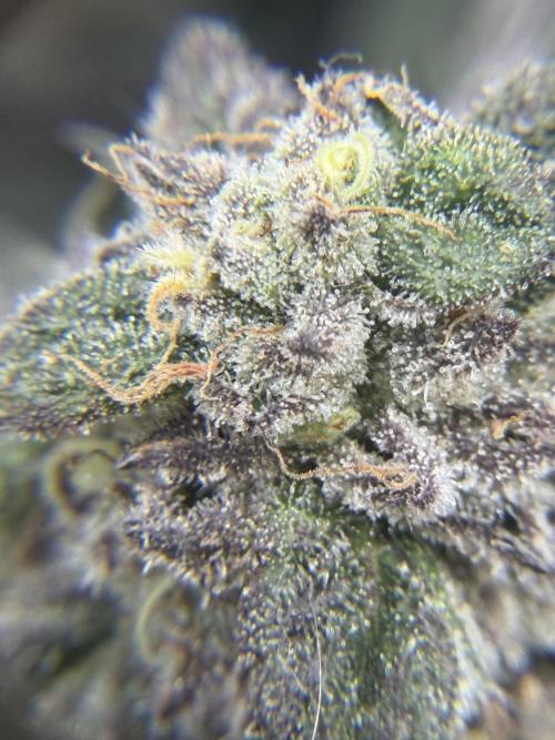 Blueberry by Dutch Passion. Week 13