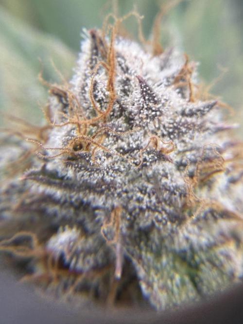 Eternity Grow Cup 2026 - Sticky Broccoli. Week 13