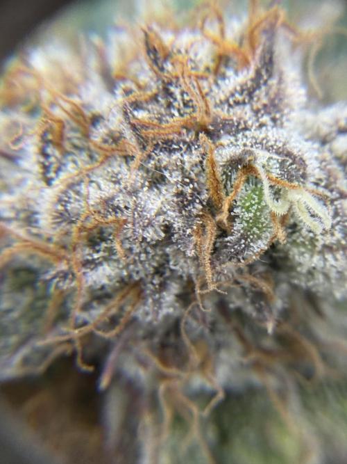 Eternity Grow Cup 2026 - Sticky Broccoli. Week 13