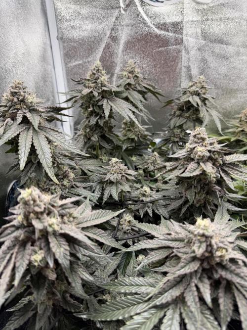 Blueberry by Dutch Passion. Week 14