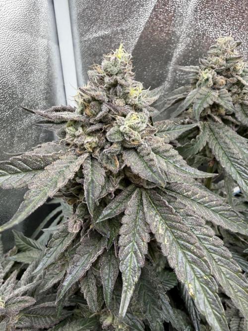 Blueberry by Dutch Passion. Week 14