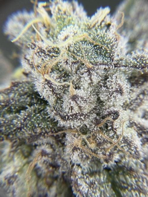 Blueberry by Dutch Passion. Week 14