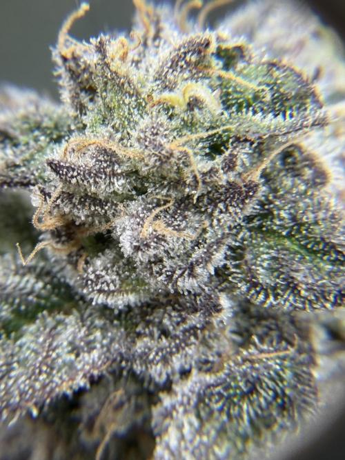 Blueberry by Dutch Passion. Week 14