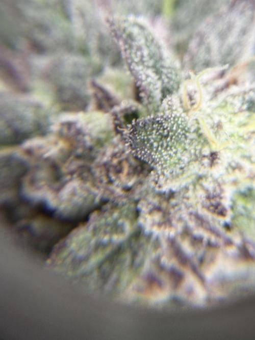 Blueberry by Dutch Passion. Week 14