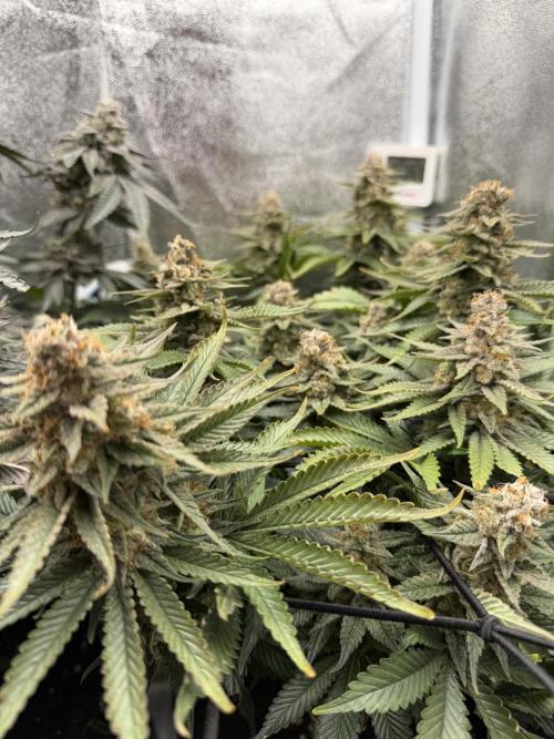 Eternity Grow Cup 2026 - Sticky Broccoli. Week 14