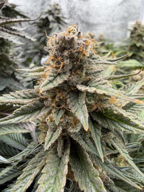 Eternity Grow Cup 2026 - Sticky Broccoli. Week 14