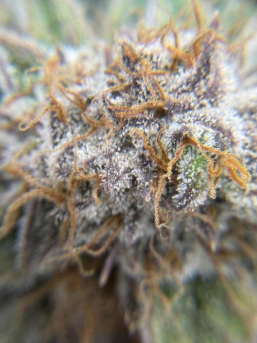 Eternity Grow Cup 2026 - Sticky Broccoli. Week 14