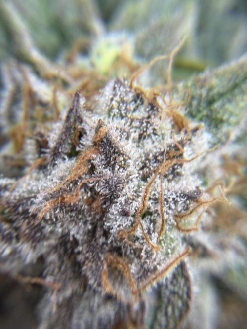 Eternity Grow Cup 2026 - Sticky Broccoli. Week 14