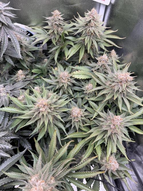 Eternity Grow Cup 2026 - Sticky Broccoli. Week 14