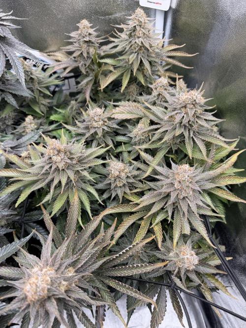 Eternity Grow Cup 2026 - Sticky Broccoli. Week 15