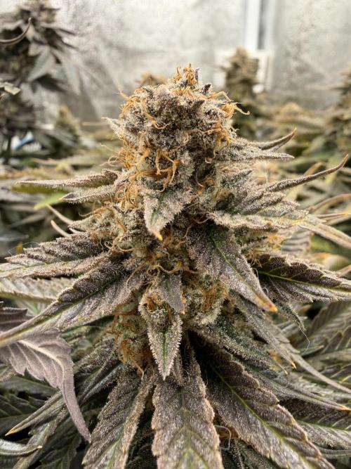 Eternity Grow Cup 2026 - Sticky Broccoli. Week 15