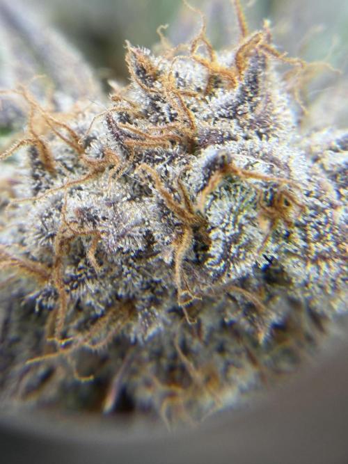 Eternity Grow Cup 2026 - Sticky Broccoli. Week 15