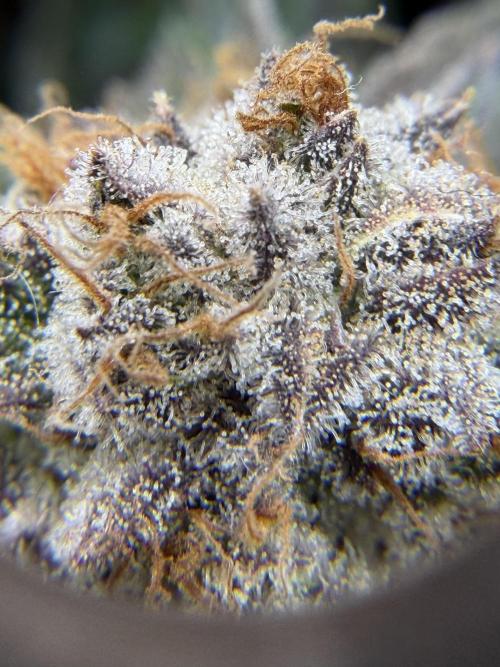 Eternity Grow Cup 2026 - Sticky Broccoli. Week 15
