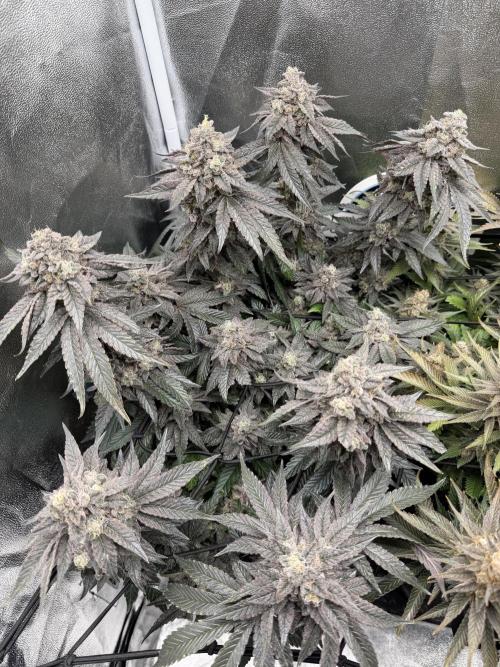 Blueberry by Dutch Passion. Week 15