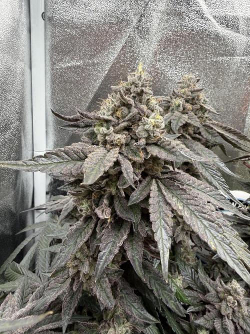 Blueberry by Dutch Passion. Week 15