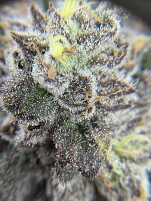 Blueberry by Dutch Passion. Week 15