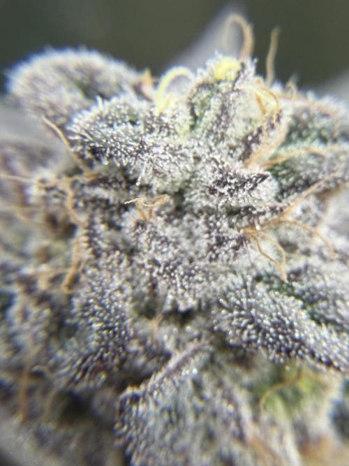 Blueberry by Dutch Passion. Week 15