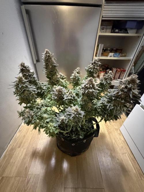 Eternity Grow Cup 2026 - Sticky Broccoli. Week 16